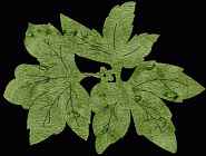 Leaf #6 Coaster Scroll Saw Pattern