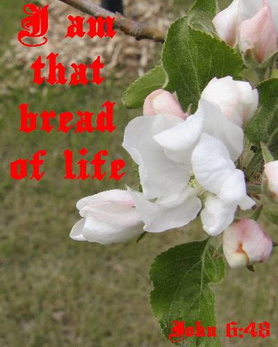 I am that bread of life - John 6:48 - Poster