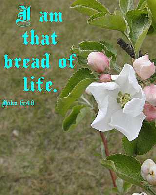 I am that bread of life - John 6:48 - Poster