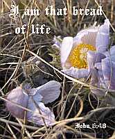 I am that bread of life - John 6:48 - Poster