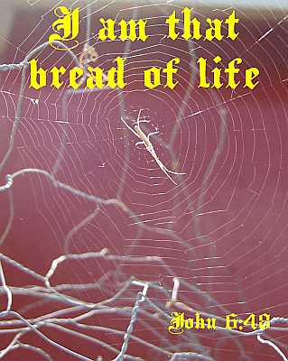 I am that bread of life - John 6:48 - Poster