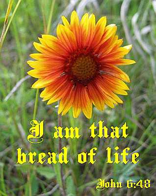 I am that bread of life - John 6:48 - Poster