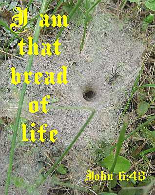 I am that bread of life - John 6:48 - Poster