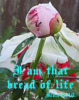 I am that bread of life - John 6:48 - Poster