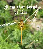 I am that bread of life - John 6:48 - Poster