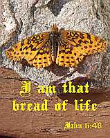 I am that bread of life - John 6:48 - Poster