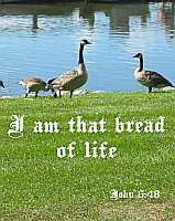 I am that bread of life - John 6:48 - Poster