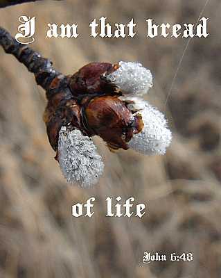 I am that bread of life - John 6:48 - Poster