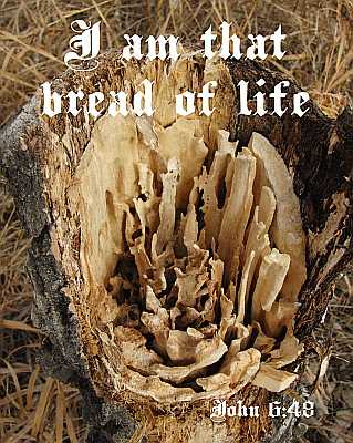 I am that bread of life - John 6:48 - Poster