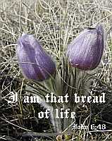 I am that bread of life - John 6:48 - Poster