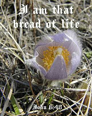 I am that bread of life - John 6:48 - Poster