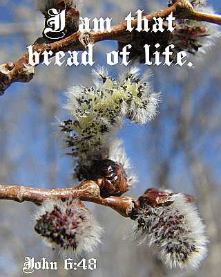 I am that bread of life - John 6:48 - Poster