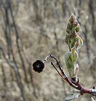 Tree Buds Poster - No Verse