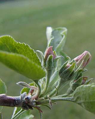 Apple Flower Bud Poster - No Verse