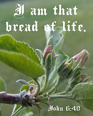 I am that bread of life - John 6:48 - Poster