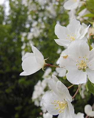 Pear Blossom  Poster - No Verse