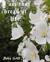 I am that bread of life - John 6:48 - Poster