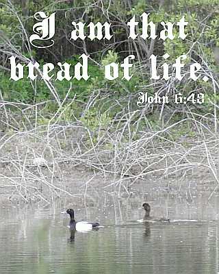 I am that bread of life - John 6:48 - Poster