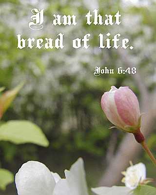 I am that bread of life - John 6:48 - Poster