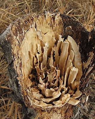 Tree Trunk Poster - No Verse