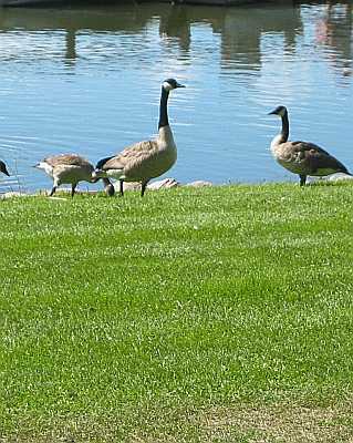 Canada Geese Poster - No Verse