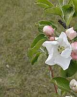 Apple Blossom Poster - No Verse