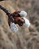 Tree Bud Poster - No Verse