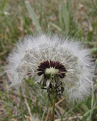 Dandelion Poster - No Verse