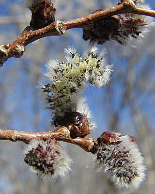 Pussy Willow Poster - No Verse