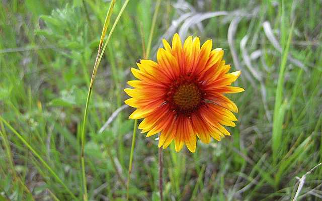 Brown Eyed Susan Desktop 1680 - No Verse