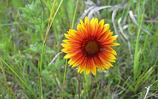 Brown Eyed Susan Desktop 1680 - No Verse