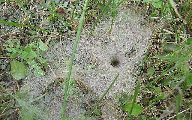 TrapDoor Spider Desktop1680 - No Verse