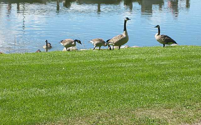 Canada Geese Desktop1680 - No Verse