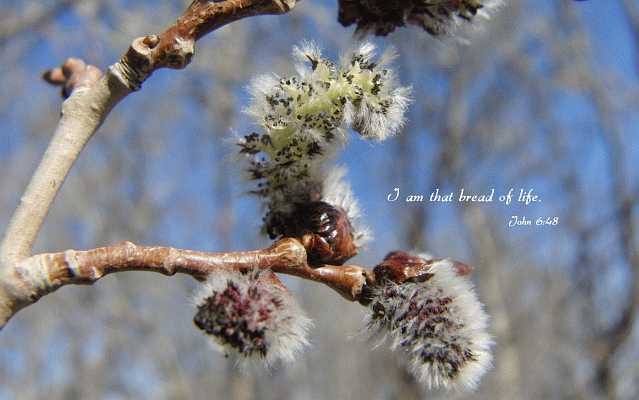 I am that bread of life John 6:48 Desktop1680