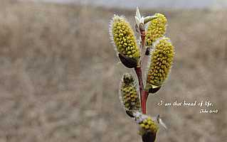 I am that bread of life John 6:48 Desktop1680