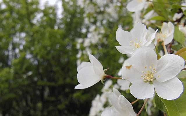 Pear Blossom  Desktop1680 - No Verse