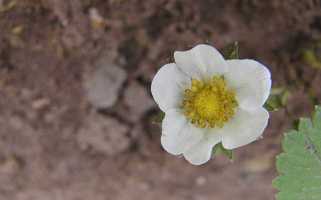 StrawBerry Flower Desktop1680 - No Verse