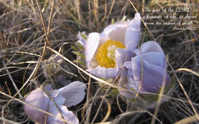 ...the LORD is a fountain of life... Desktop1680