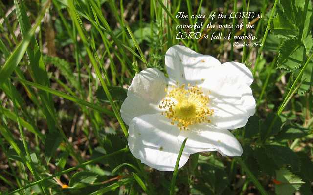 ...the LORD is powerful... Desktop1680
