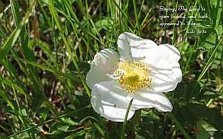 ...The LORD is risen indeed... Desktop1680