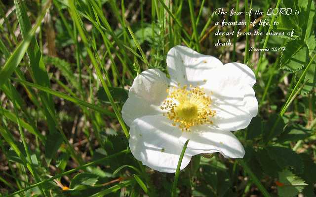 ...the LORD is a fountain of life... Desktop1680