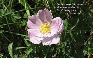 ...the LORD is his refuge. Desktop1680