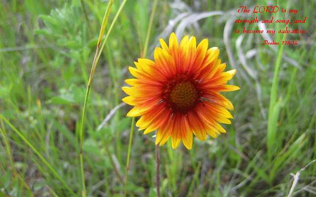 The LORD is my strength and song.Desktop1680