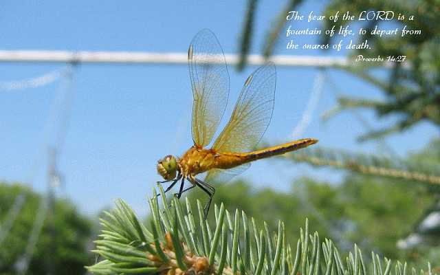 ...the LORD is a fountain of life... Desktop1680