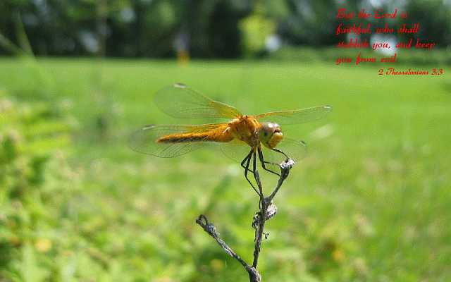 But the LORD is faithful... Desktop1680