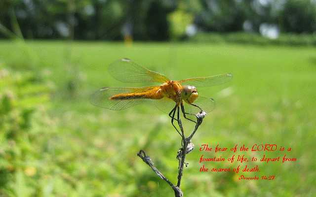 ...the LORD is a fountain of life... Desktop1680