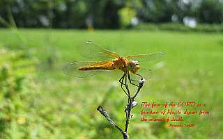 ...the LORD is a fountain of life... Desktop1680