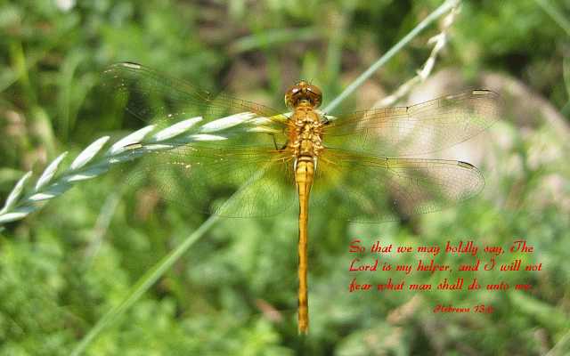 ...The Lord is my helper... Desktop1680