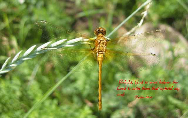 ...the LORD is powerful... Desktop1680