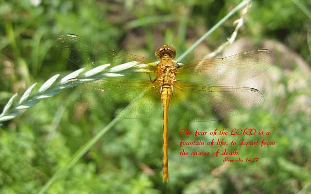 ...the LORD is a fountain of life... Desktop1680